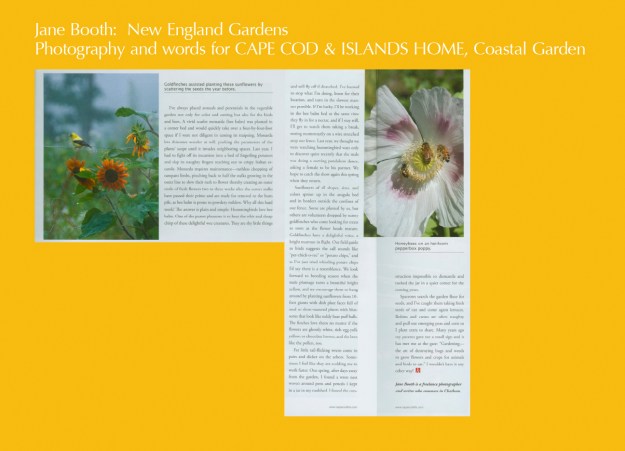 Sunflowers of all shape, size, and color sprout up in the arugula bed and in borders outside the confines of our fence.  Some are planted by us but others are volunteers dropped by sunny goldfinches who come looking for treats as soon as the flower heads mature.  