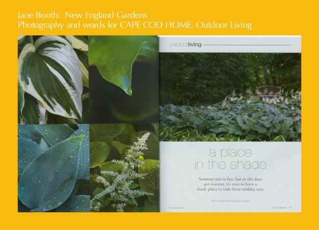 To cover the demise of early spring foliage, plant lots of hostas in all their many foliage shapes, from heart-shaped to cupped and wrinkled.  As the hostas emerge, their leaves will fill bare spaces.