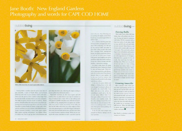 Forcing bulbs is another must-do task to ease days of gray.  Paperwhite narcissus are also easy to grow and well worth it. 