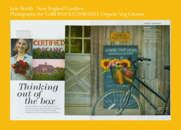 Photographing Golden Earthworm  was a visual delight.  The organic farm, located on the North Fork of Long Island, grows mouthwatering veg and a vibrant display of cutting flowers.