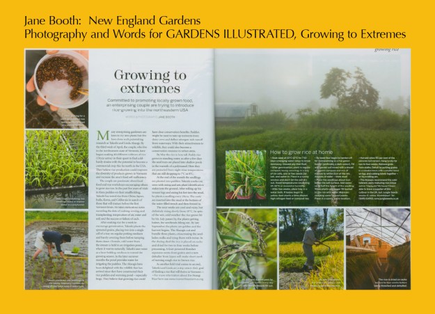 Rice is nice, especially when grown in Vermont's cold climate!   I was thoroughly captivated with every step of the process and was proud when I had a chance to step into the paddy and plant seedlings alongside Takeshi and Linda Akaogi.
