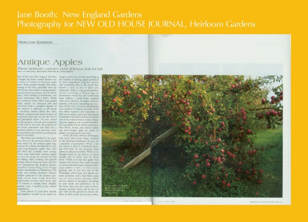 Heirloom apples are a great addition to any garden adding structure and a source of food.