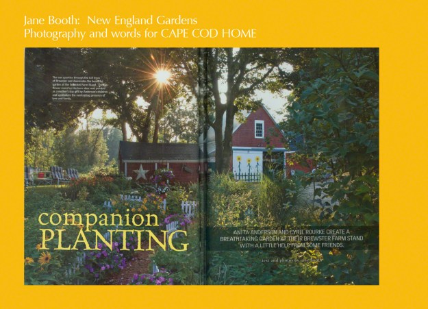 The hillside garden at Satucket Farm Stand in Brewster, Massachusetts bursts with blossoms.  “I love the textures of greens in spring,” says Anita Anderson.   “I love Solomon’s Seal and Lily of the Valley, they smell so nice.”  Other spring favorites include daffodils, tulips, Bleeding Heart, and Jacob’s Ladder.   Summer brings on a riot of color.  “Monarda, oh my goodness, the red, a bright red.  I have a deep purple butterfly bush, sedum autumn joy, tons of veronica, a blue balloon flower, astilbe in white and pink and red.” 