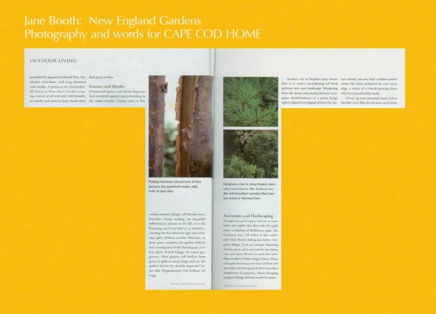 Choose specimen trees with unusual bark such as the Japanese Trident maple, Acer buergeriannum, with peeling bark offering up shades of gold, brown, and orange.  Another peeler is the paperbark maple, Acer griseum, in cinnamon shades.