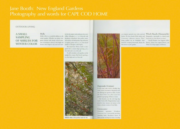 Plant a textured border of mixed broadleaf and needled evergreens to catch the snow -- Juniperus (junipers) come in many shapes and sizes, from low and creeping to tall and columnar, and are painted in shades of pale blue-green to vivid gold.  They are a perfect evergreen for the Cape as they prefer sandy soil and tolerate salt spray.