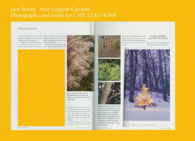 Ornamental grasses and shrub dogwoods look wonderful against a green backdrop in the winter months.  Grasses such as Miscanthus sinensis will develop into a four-foot clump sending out beautiful inflorescence plumes in the fall.  It is the flowering seed head that is so attractive, catching the late afternoon light and creating a glow.
