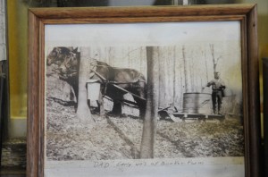 Steve Glabach's father collecting sap with a team of horses and a sled