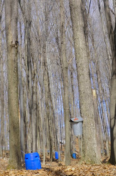 Traditional and modern methods of collecting sap in a Vermont sugarbush