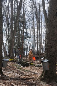 Gathering sap from traditional buckets