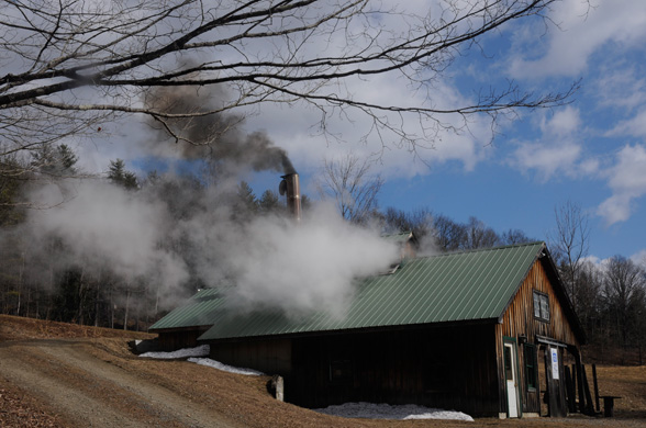 When maple sap is boiled down, water vapor forms and pours out of windows built into the top of the sugarhouse