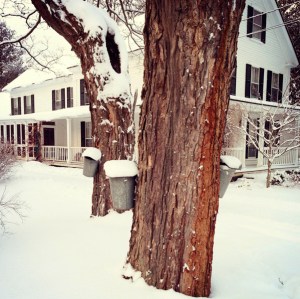 Stately maples on town greens and back roads suddenly sport buckets when it is sugaring time