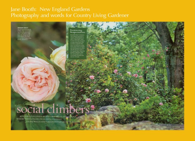 Social Climbers  -- roses rule in Linda Wood's Rhode Island garden where they linger on lichen-studded stonewalls and gallivant up granite pillars.