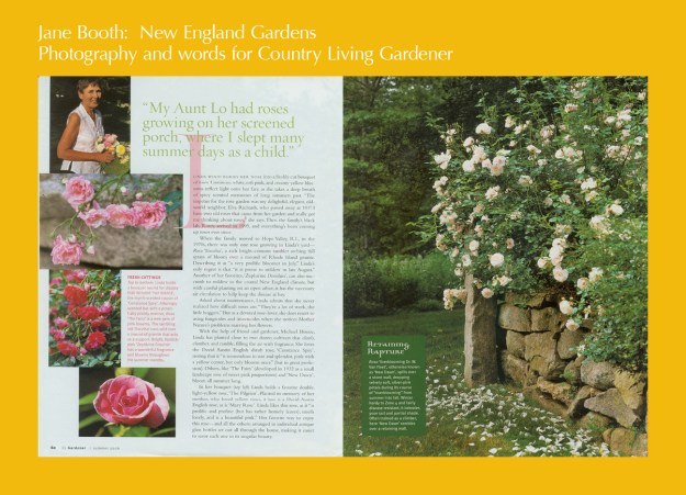 Linda Wood has planted two dozen rose cultivars in her backyard paradise including a David Austin 'Mary Rose', 'The Fairy', 'New Dawn', a David Austin shrub rose, 'Constance Spry', 'Zephirine Drouhin', Rosa 'Excelsa', 'Fair Bianca', and 'The Pilgrim'.