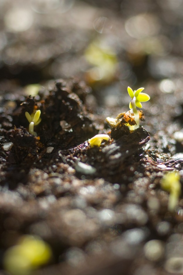 Crescione Comune from Seeds of Italy or Persian Broadleaf Cress from High Mowing Seed?  