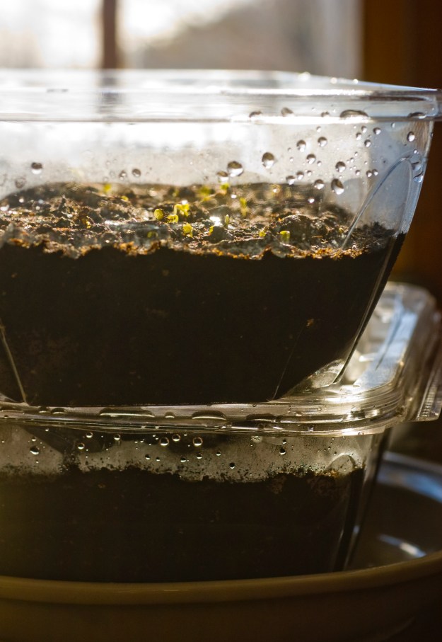 Recycle used salad mix containers and turn them into windowsill winter gardens filled with fresh growing greens.