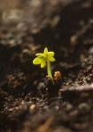 Winter gardening in a sometimes sunny window.  A tiny cress sprouted just days after planting.