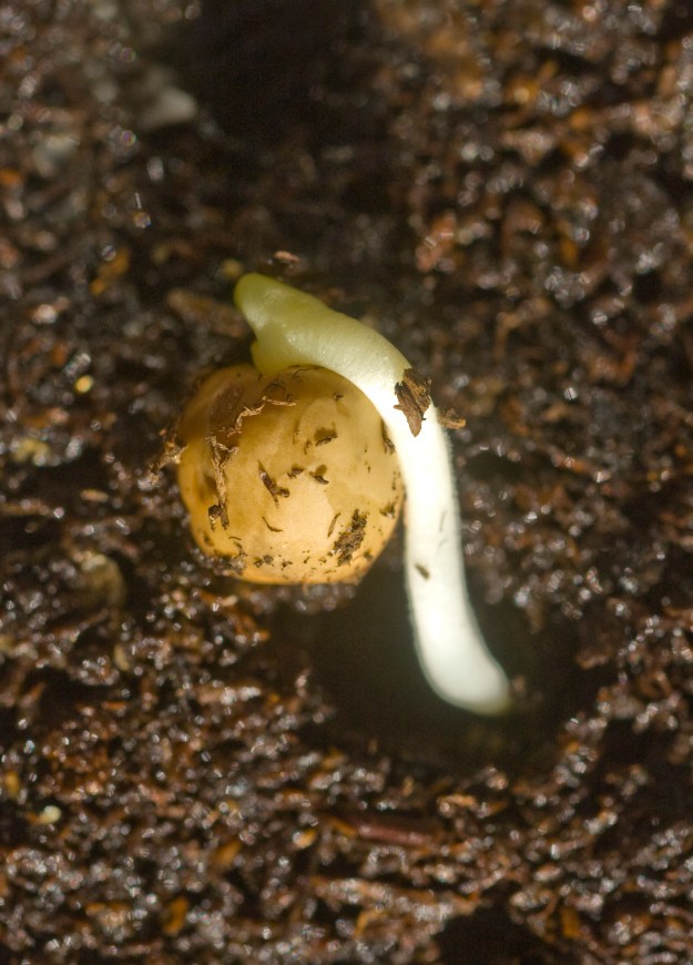 This pea was planted only four days ago and is a delight to my winter weary eyes.