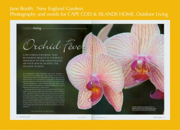 Phalaenopsis.  Growing orchids in your home can be rewarding.  