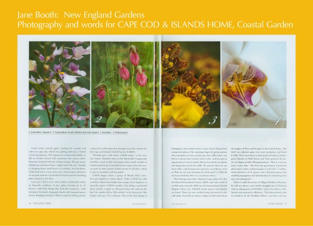 1. Ionocidium "popcorn 2. Cypripedium Acaule (native pink lady slipper 3. Oncidium 4. Phalaenopsis