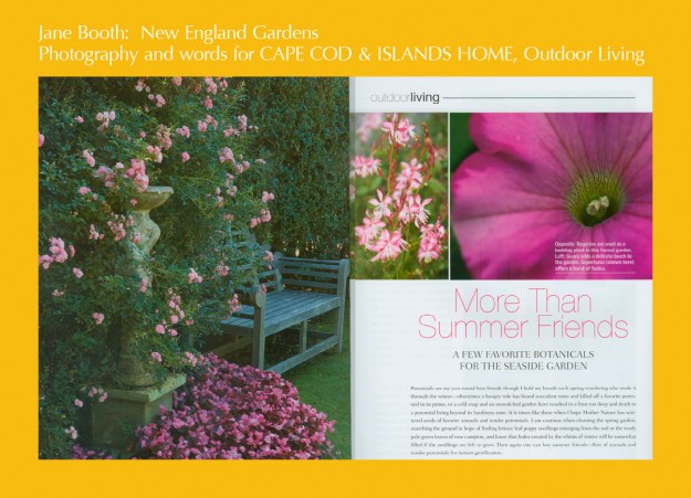 Favorite flowers for a Cape Cod garden include hardy roses, Guara, and 'Cotton Candy' Supertunias.