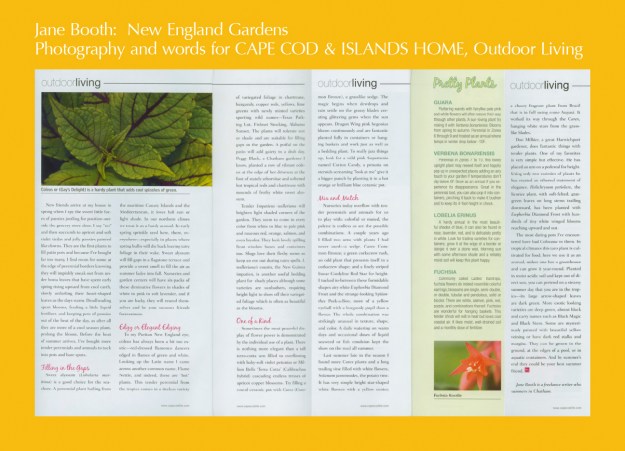 To my Puritan New England eye, coleus has a always been a bit too exotic -- red-dressed flamenco dancers edged in flames of green and white.  Looking up the Latin name I came across another common name, Flame Nettle, and indeed, these are "hot" plants. 