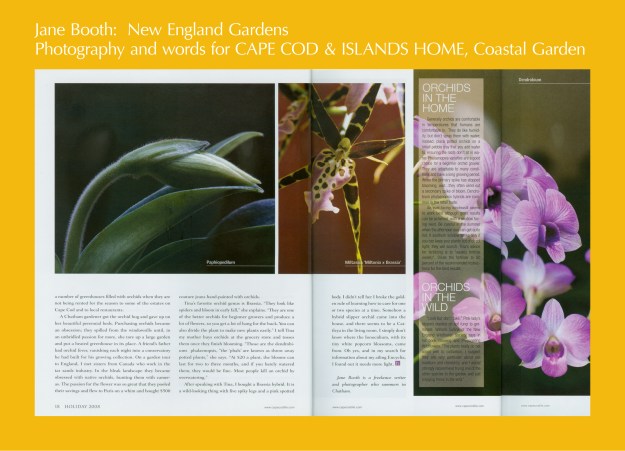 Paphpedium, Miltassia 'Miltonia x Brassia', Dendrobium